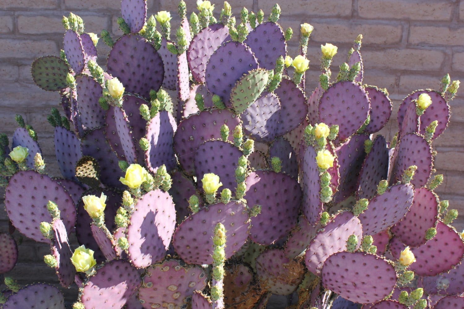 buy purple prickly pear cactus Santa Rita Purple Prickly Pear