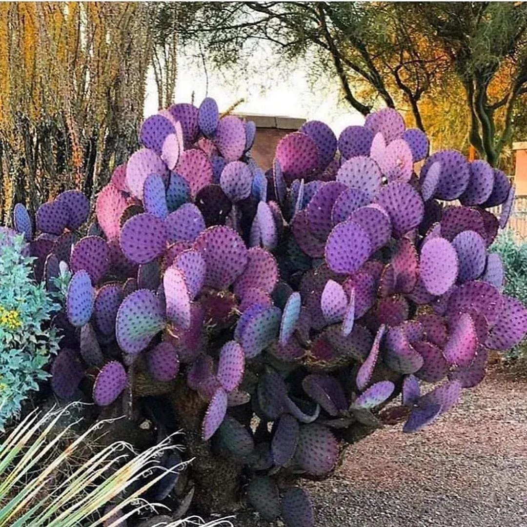 violet prickly pear cactus Santa Rita Purple Prickly Pear