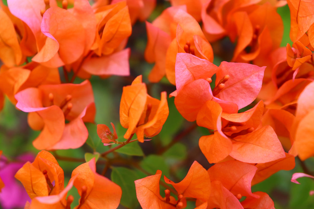 Orange King Bougainvillea Vine