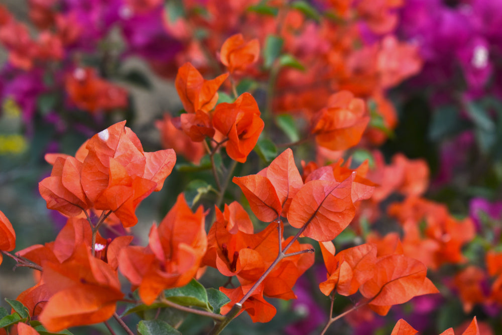 Orange King Bougainvillea Vine