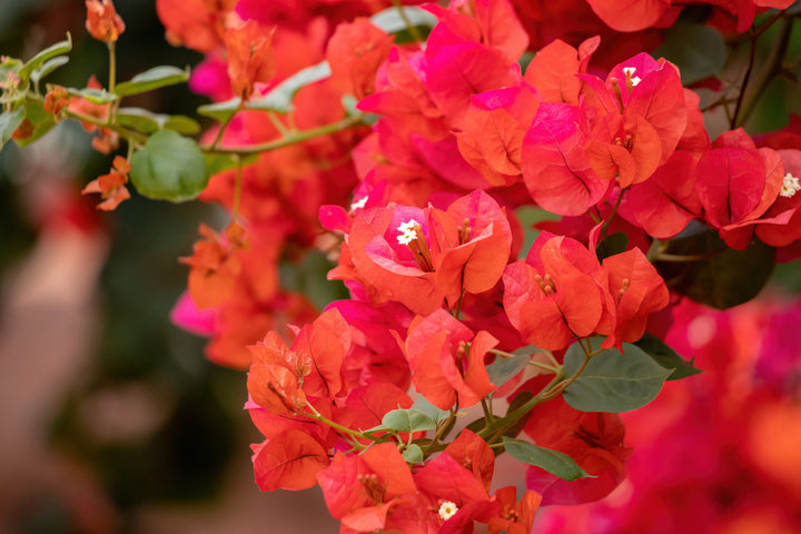 Orange King Bougainvillea Vine