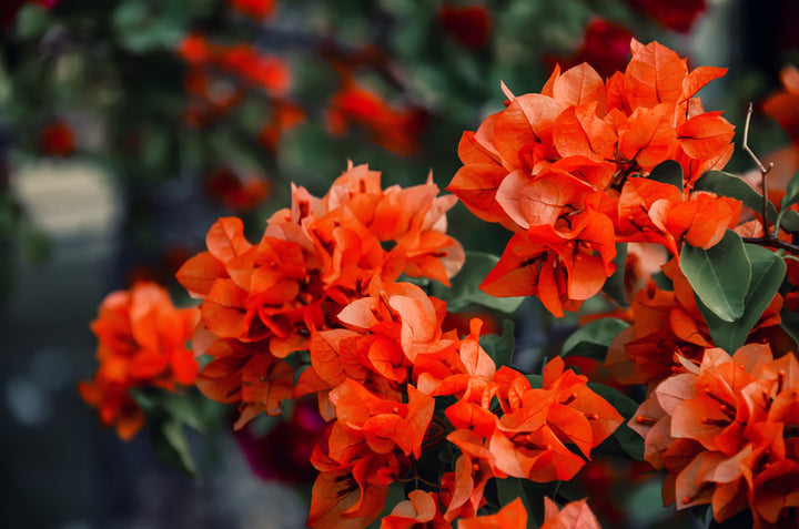 Orange King Bougainvillea Vine