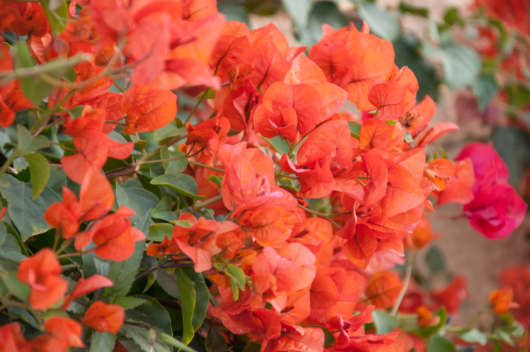 Orange King Bougainvillea Vine