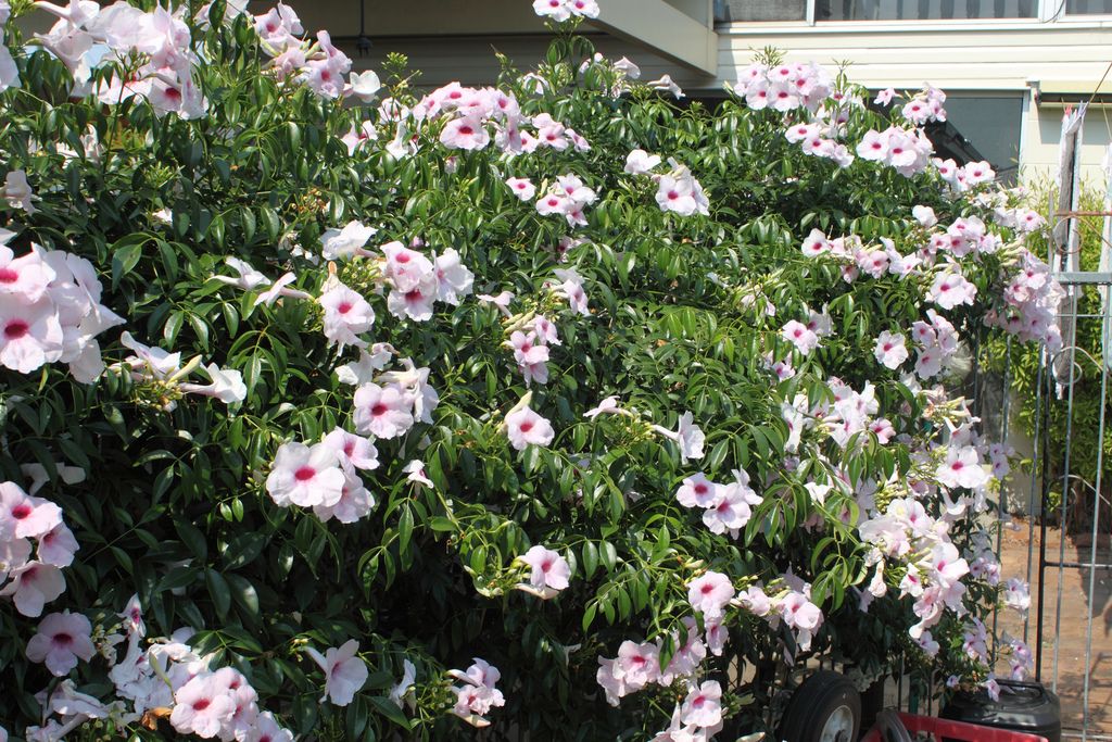Pandorea jasminoides 'Rosea' (Bignonia j.) Pink Bower Vine - 15 Gallon