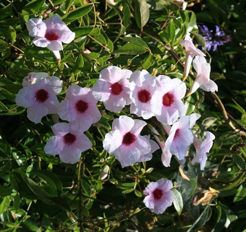 Pandorea jasminoides 'Rosea' (Bignonia j.) Pink Bower Vine - 15 Gallon