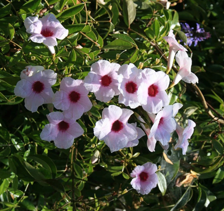 Pandorea jasminoides 'Rosea' (Bignonia j.) Pink Bower Vine - 15 Gallon