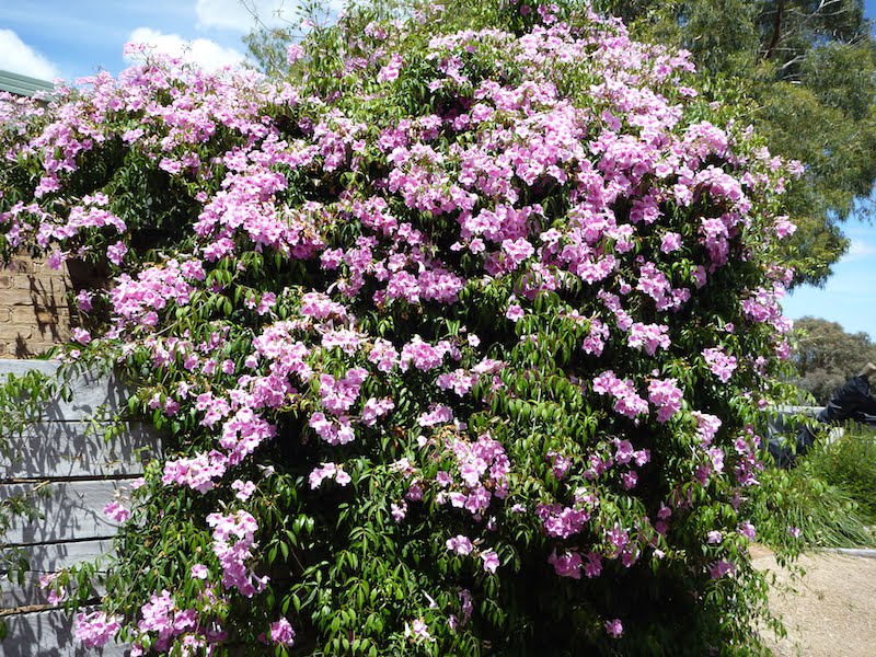 Pandorea jasminoides 'Rosea' (Bignonia j.) Pink Bower Vine - 15 Gallon