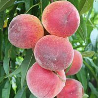 Desert Gold Peach Tree - 24" Box