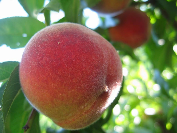 Desert Gold Peach Tree - 24" Box