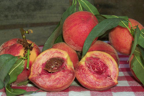 Desert Gold Peach Tree - 24" Box