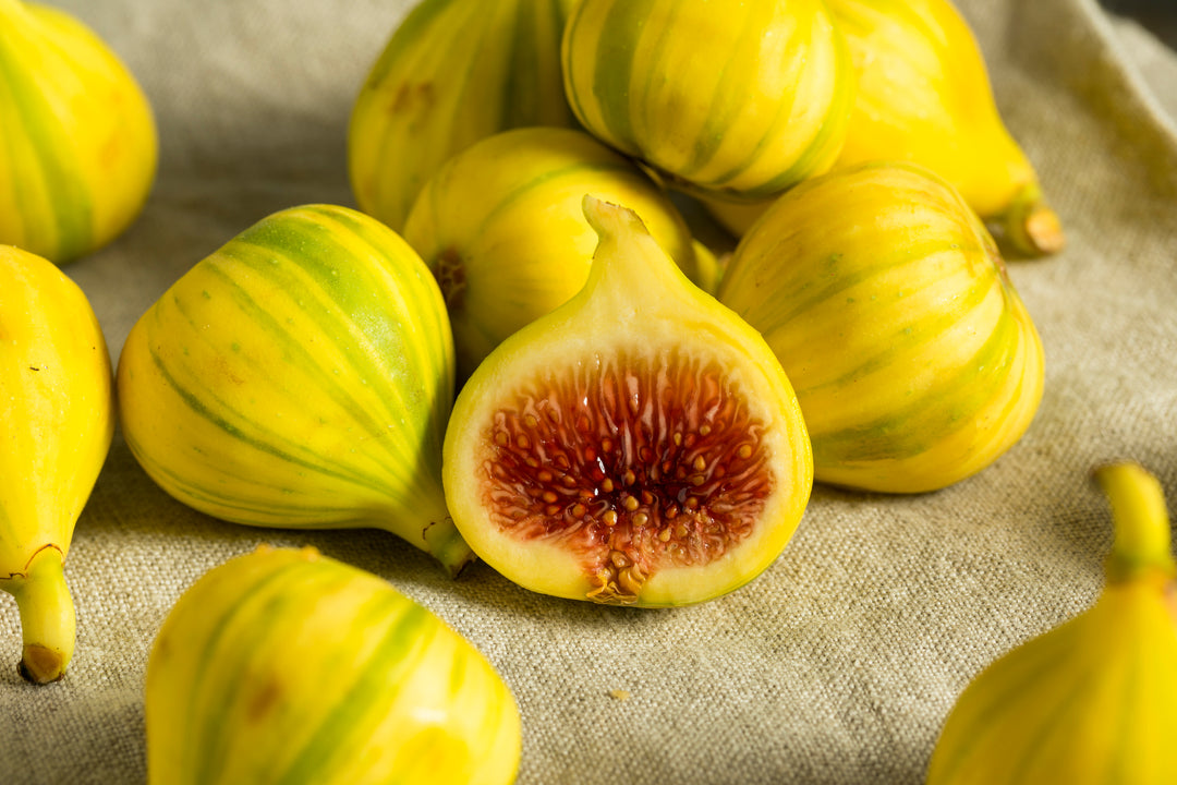 Penache Tiger Stripe Fig Tree - 24" Box