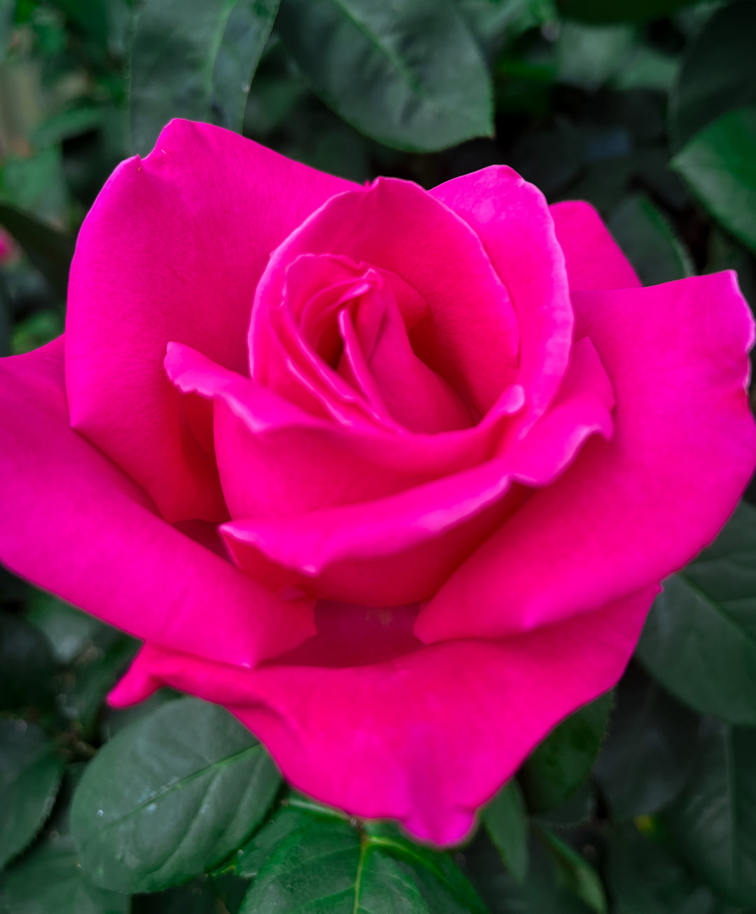 Perfume Delight Rose Bush - 5 Gallon