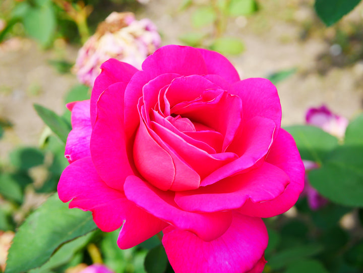 Perfume Delight Rose Bush - 5 Gallon