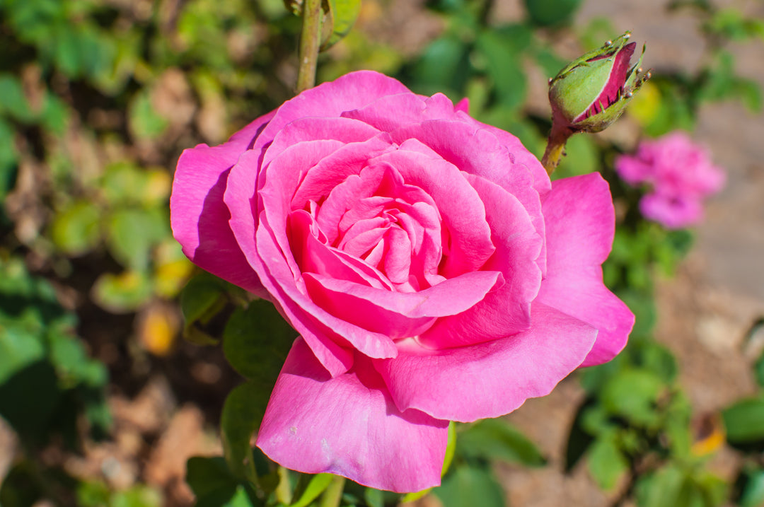 Perfume Delight Rose Bush - 5 Gallon