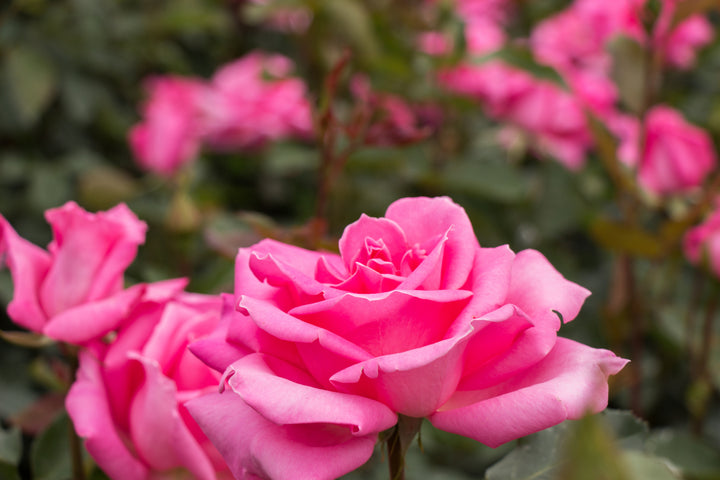 Perfume Delight Rose Bush - 5 Gallon