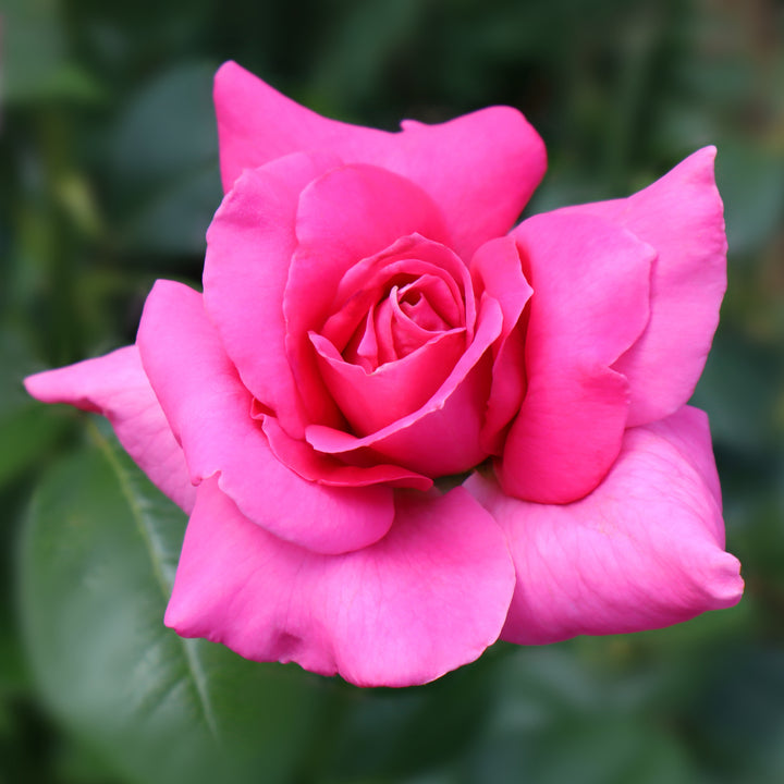 Perfume Delight Rose Bush - 5 Gallon