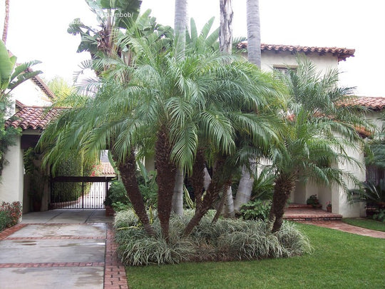 Phoenix roebelenii Pygmy Date Palm - 15 Gallon