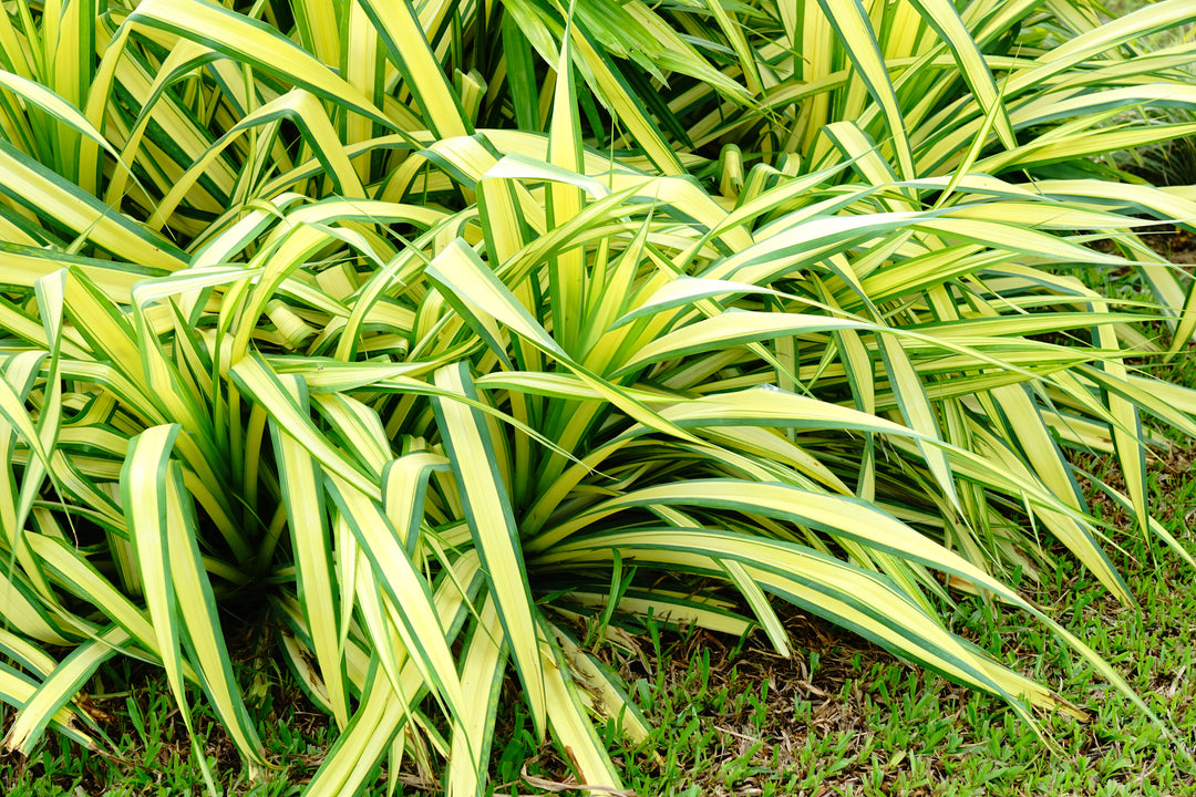 Phormium Yellow Wave