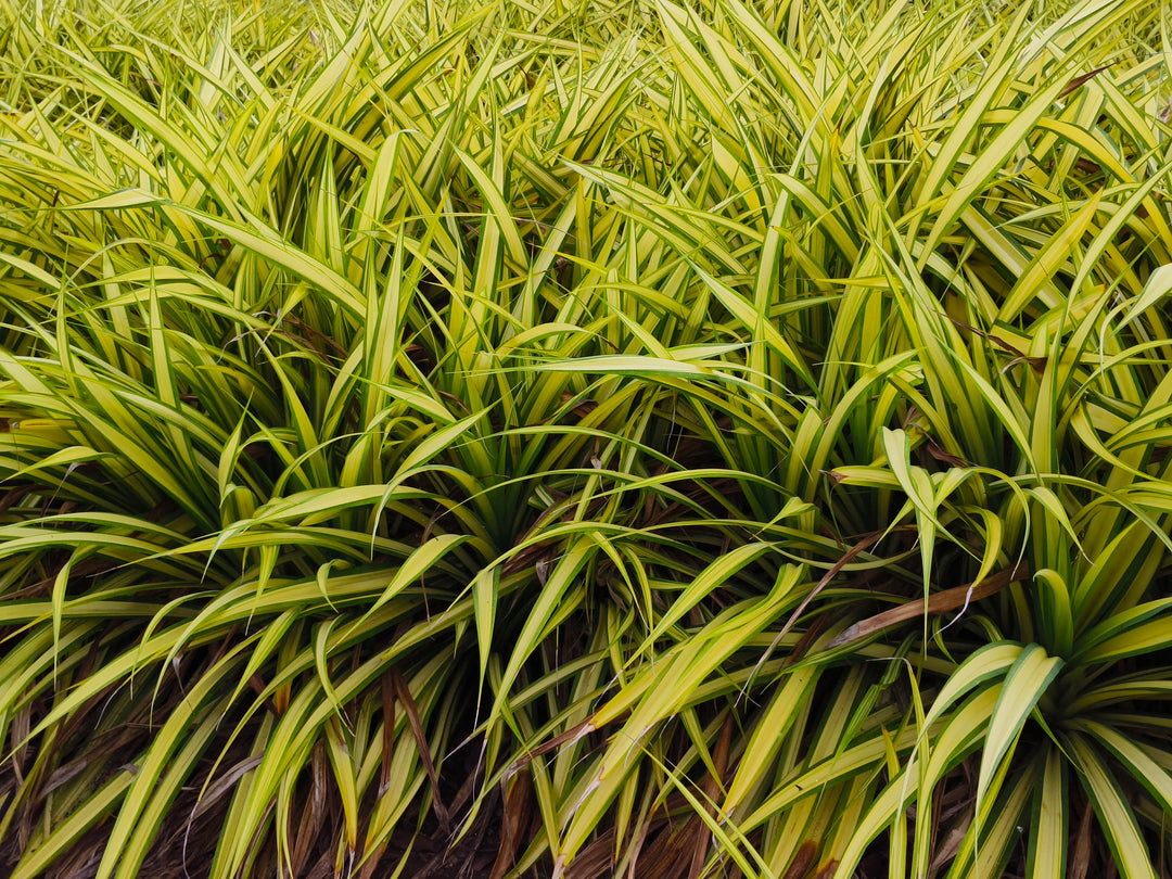 Phormium Yellow Wave