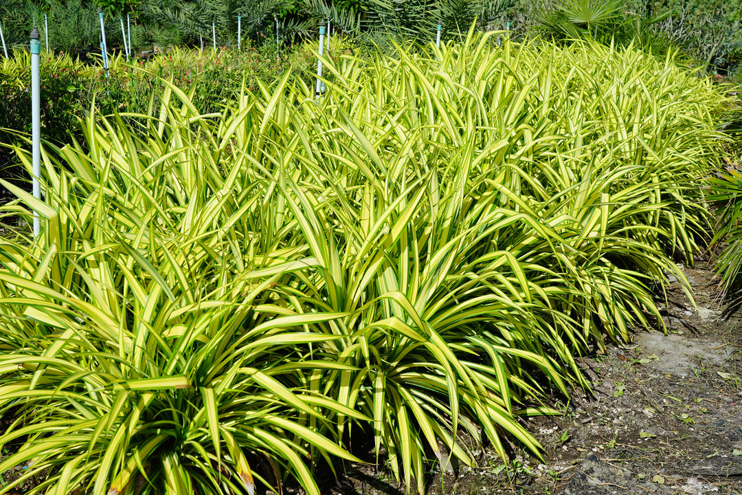 Phormium Yellow Wave