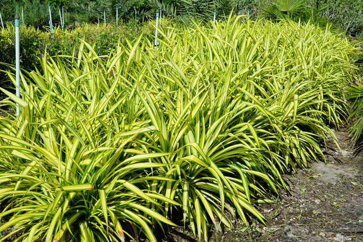 Phormium Yellow Wave