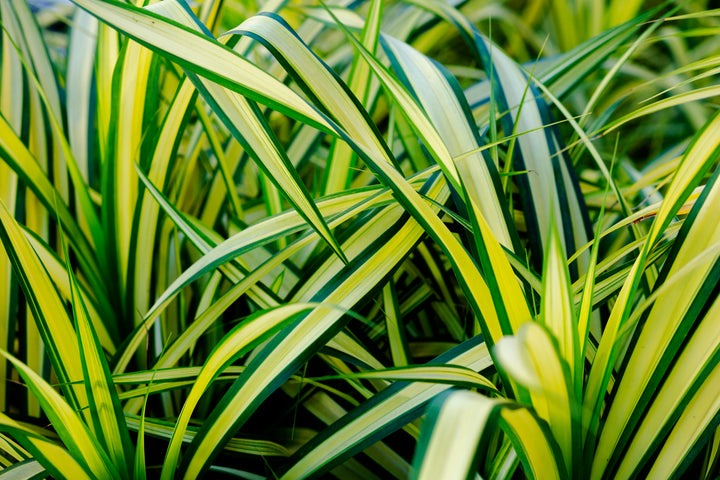 Phormium Yellow Wave