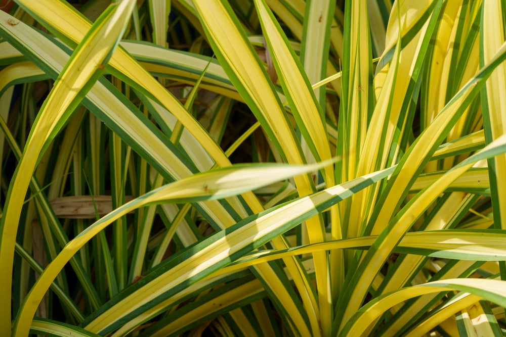 Phormium Yellow Wave