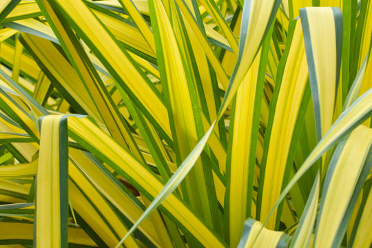Phormium Yellow Wave Plant