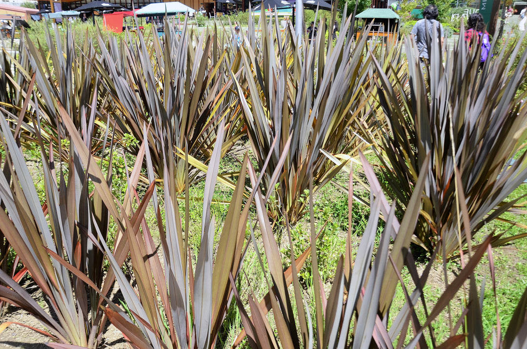Phormium Atropurpureum