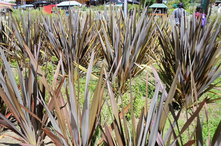 Phormium Atropurpureum