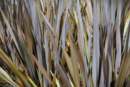 Phormium Atropurpureum Plant