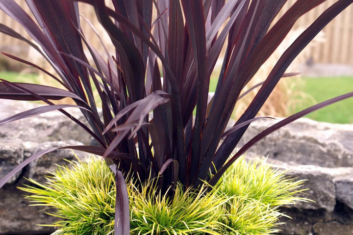 Phormium Black Adder - 5 Gallon