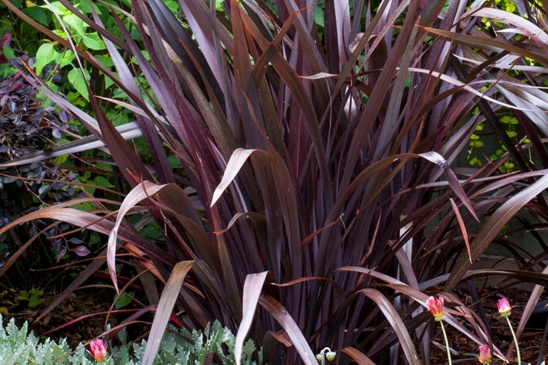 Phormium Black Adder - 5 Gallon