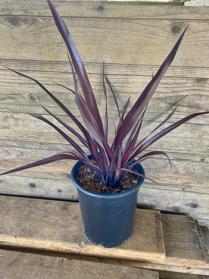 Phormium Black Adder - 5 Gallon