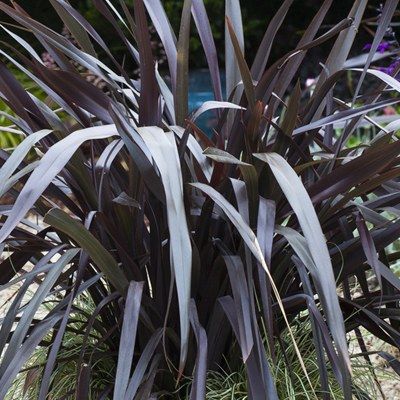 Phormium Black Adder - 5 Gallon