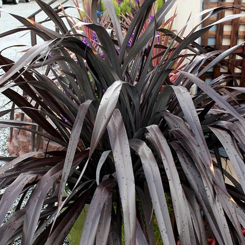 Phormium Black Adder - 5 Gallon