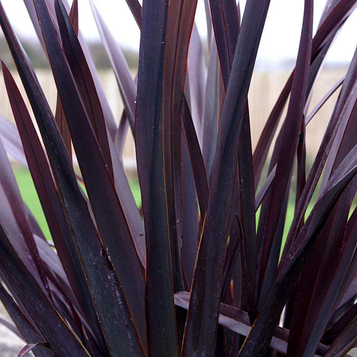 Phormium Black Adder - 5 Gallon