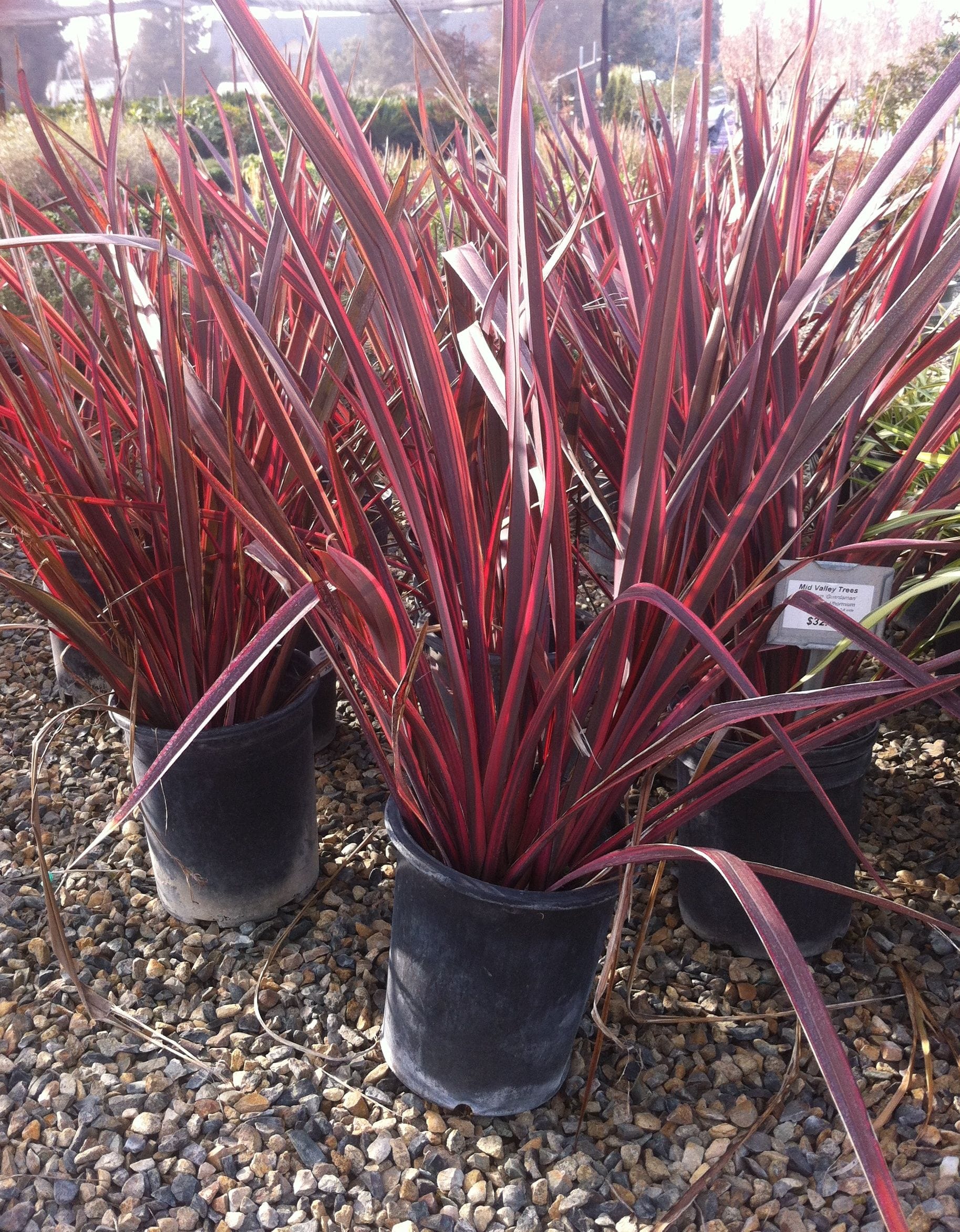 Phormium Guardsman - 5 and 15 Gallon - Plant Clearance