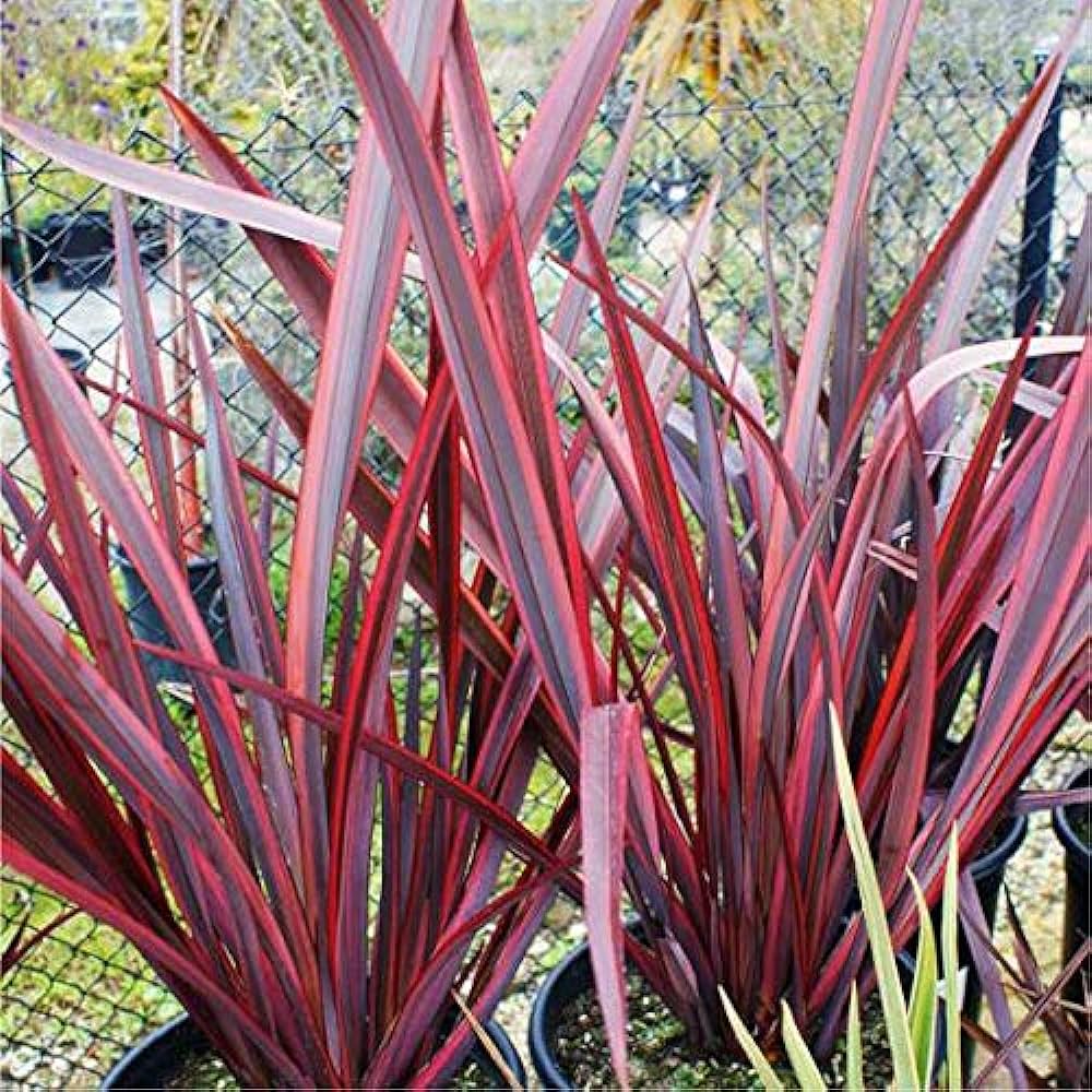 Phormium Guardsman - 5 Gallon