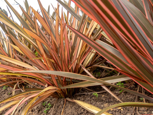 Phormium Maori Queen Plant