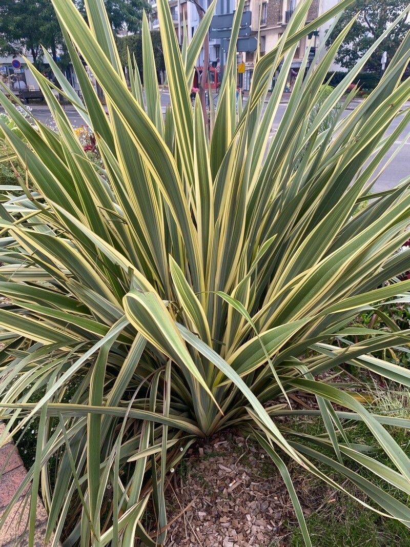 Phormium Tony Tiger - 5 Gallon