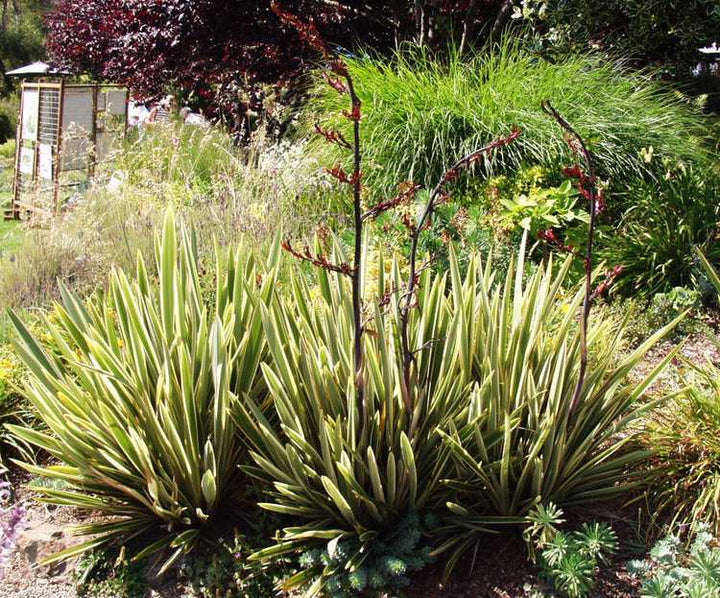 Phormium Tony Tiger - 5 Gallon