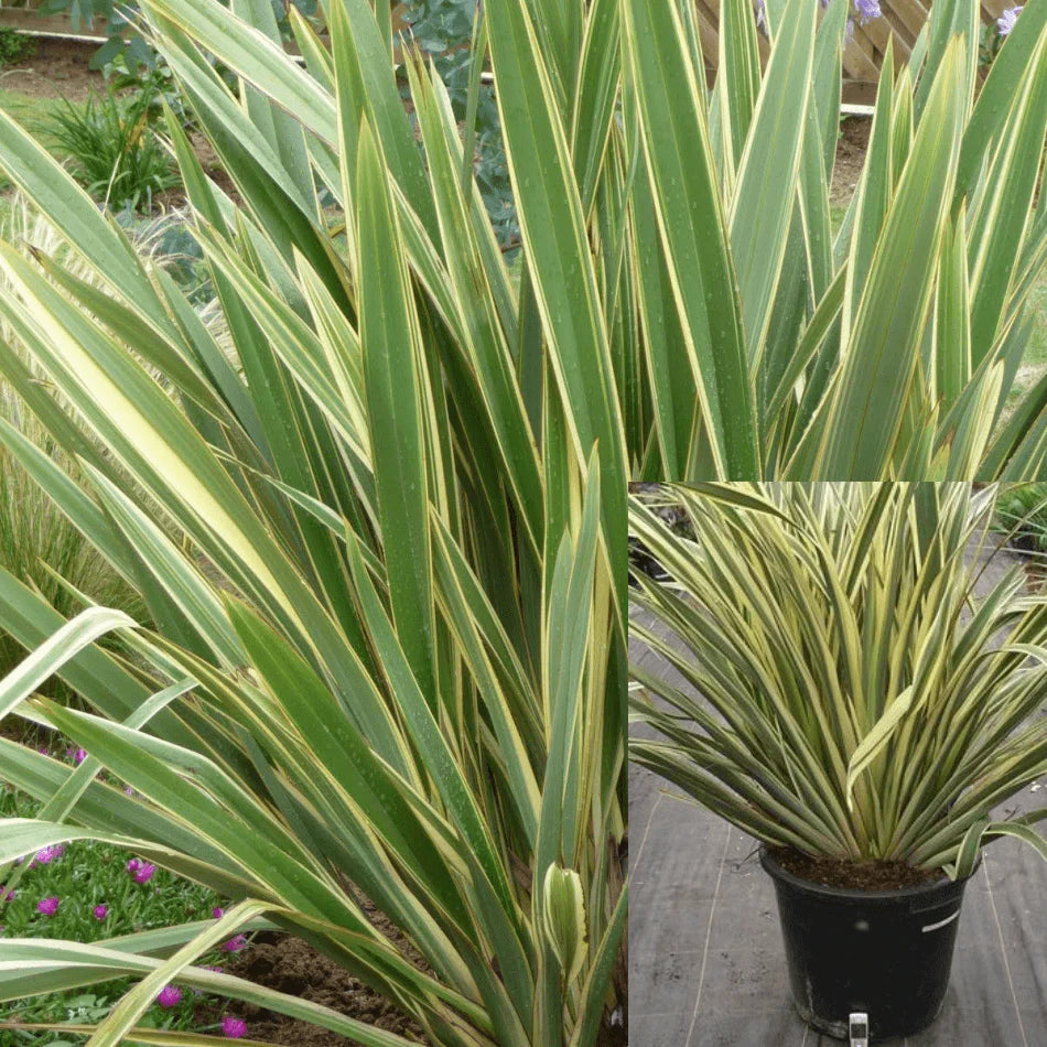 Phormium Tony Tiger - 5 Gallon