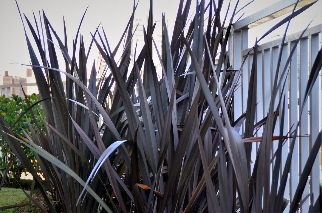Phormium Black Adder