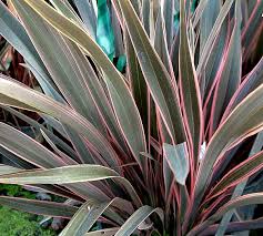 Phormium 'Pink Stripe' New Zealand Flax 'Pink Stripe' - 5 Gallon