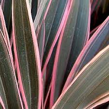 Phormium 'Pink Stripe' New Zealand Flax 'Pink Stripe' - 5 Gallon