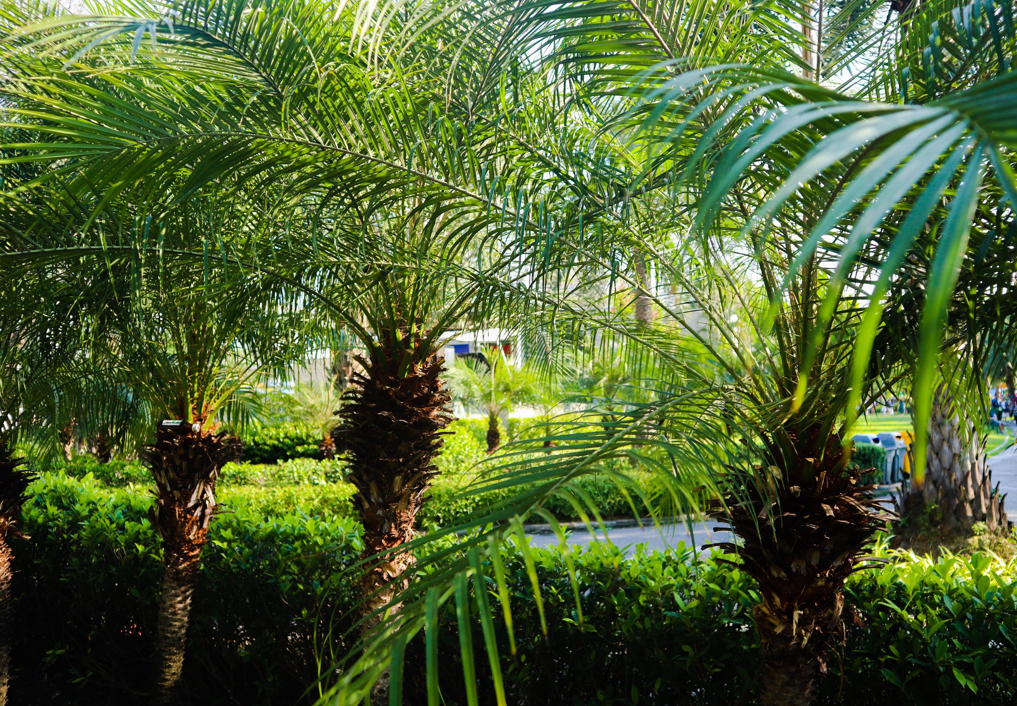 PALMO様用　LANE 50's ビンテージ アクレイムシリーズ サークルテー Phoenix roebelenii Pygmy Date Palm - 15 and 25 Gallon