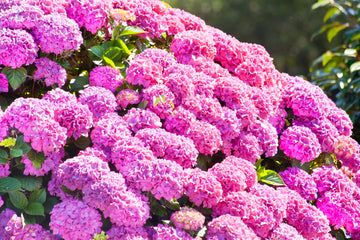 Pink Mophead Hydrangea Plant