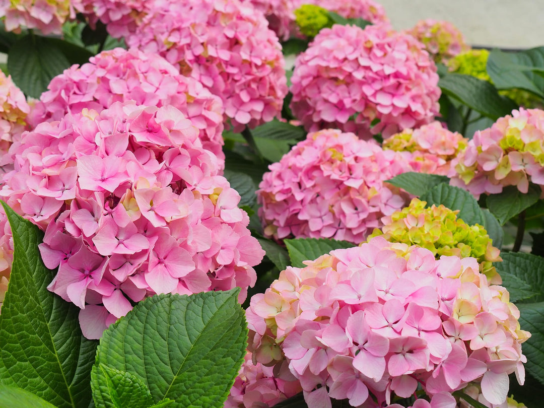 Pink Mophead Hydrangea Plant