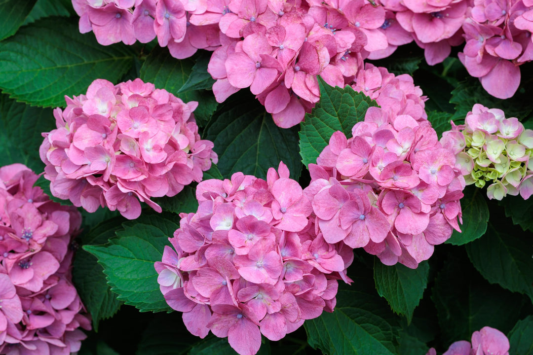 Pink Mophead Hydrangea Plant
